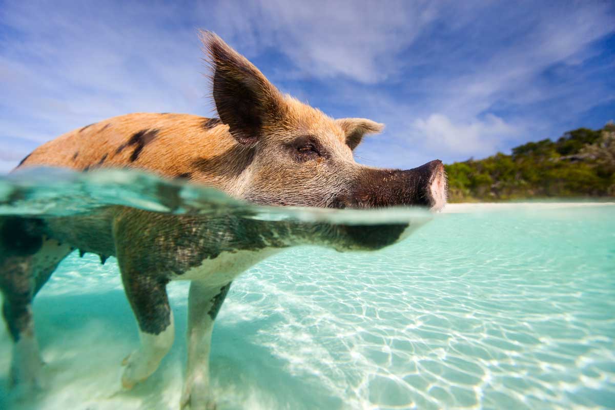 Bahamas Swimming Pigs Excursions & Island Cruises
